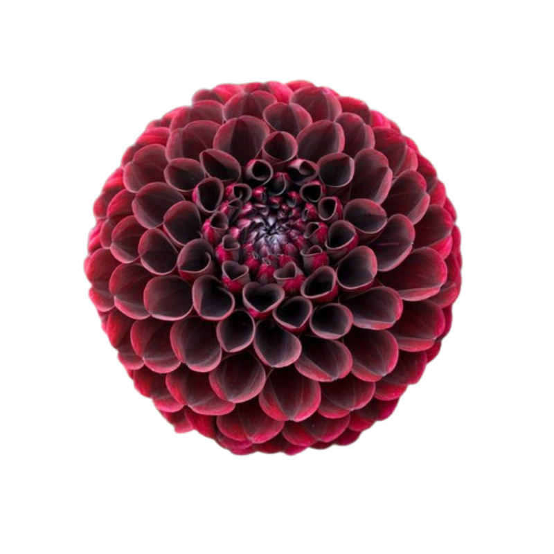 Fresh Burgendy Pom Pom Dahlia