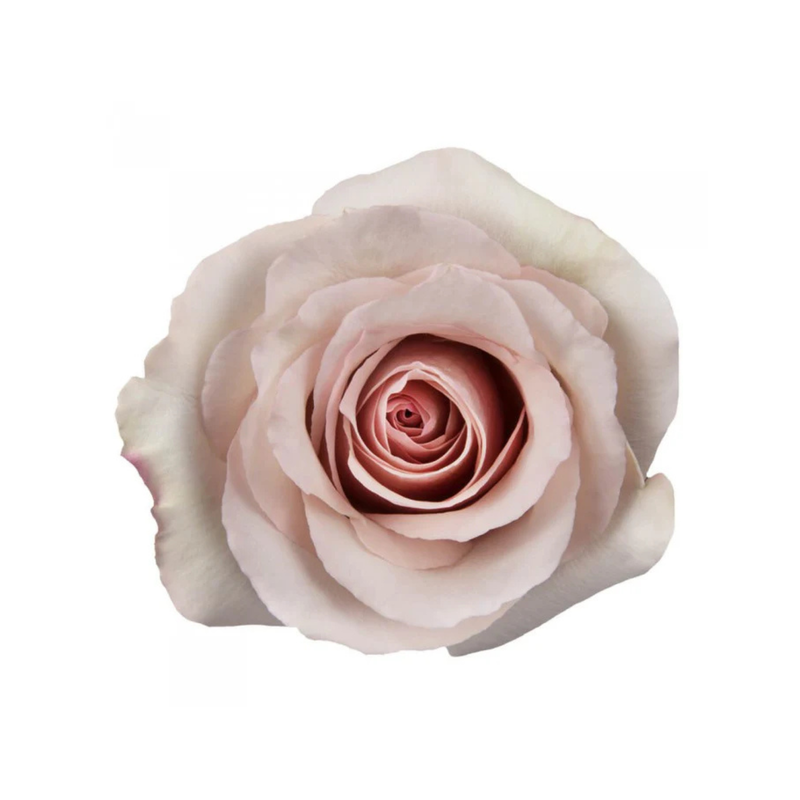 Fresh Quicksand (Dusty Pink) Roses