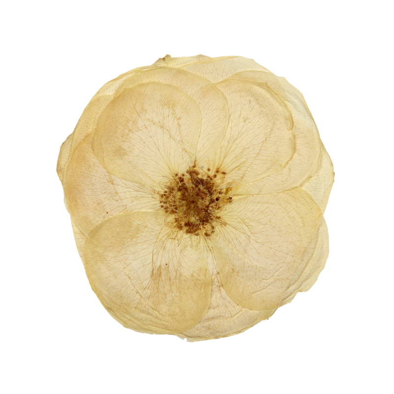Pressed White Roses