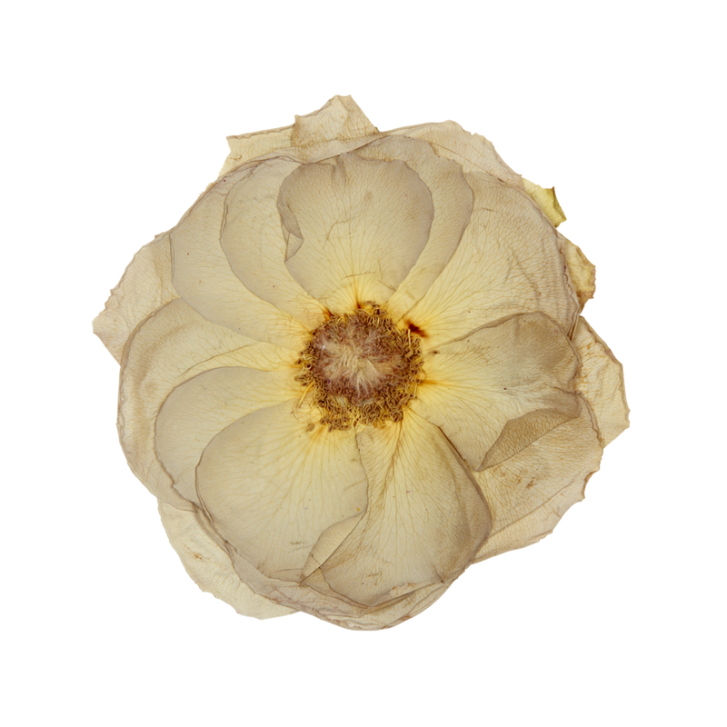 Pressed Quicksand (Dusty Pink) Roses