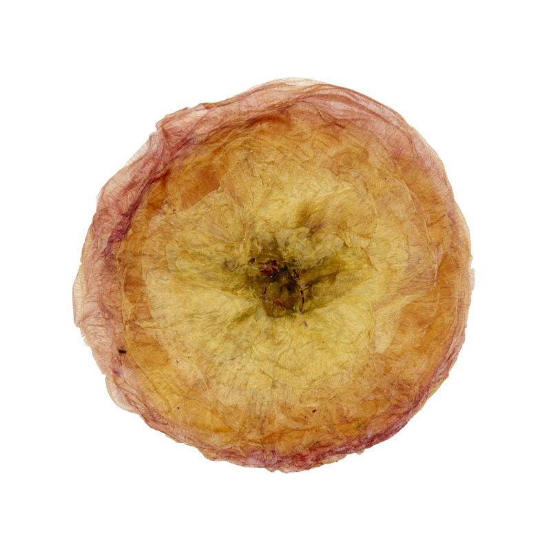 Pressed Peach Ranunculus