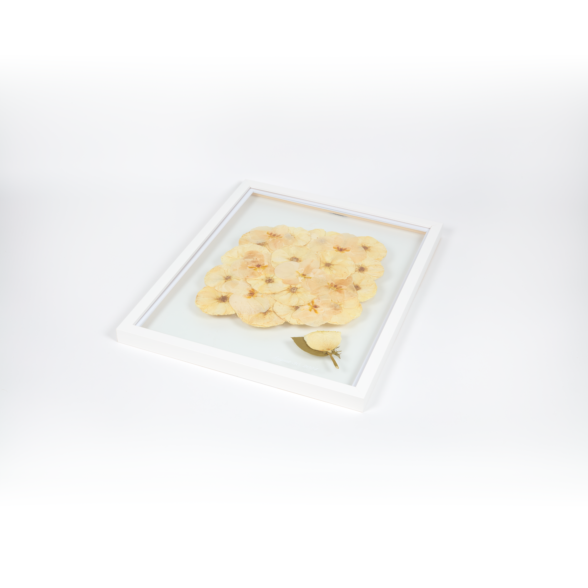 Floral preservation pressed flower frame with all white pressed roses and preserved orchids featuring a pressed boutonniere in the bottom corner. 16x20 white wood frame bridal bouquet preservation design.