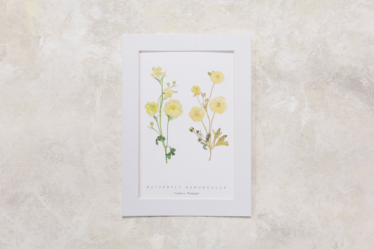 Digital Print with fresh and pressed butterfly ranunculus for wall art