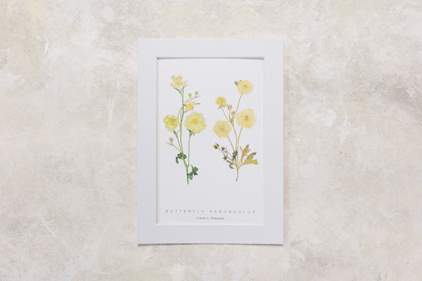 Digital Print with fresh and pressed butterfly ranunculus for wall art