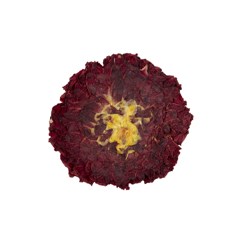 Pressed Burgendy Pom Pom Dahlia