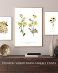 Butterfly Ranunculus - Fresh v. Pressed | Downloadable Print