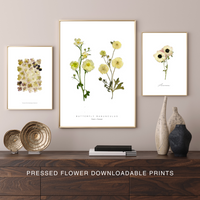 Butterfly Ranunculus - Fresh v. Pressed | Downloadable Print