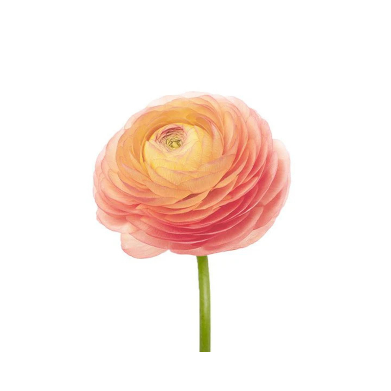 Fresh Peach Ranunculus