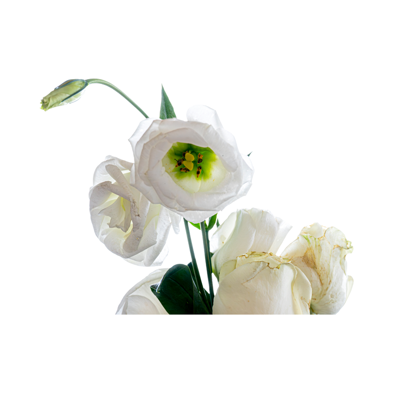 Fresh White Lisianthus