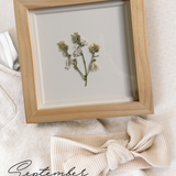 Pressed Birth Flowers in Frames (Ships Immediately)