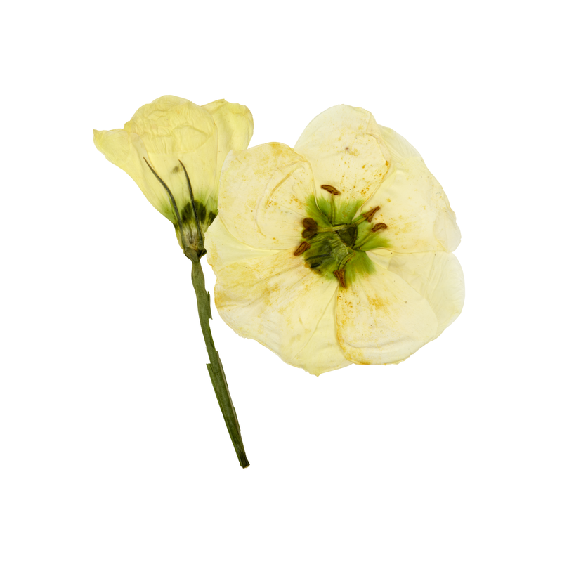 Pressed White Lisianthus