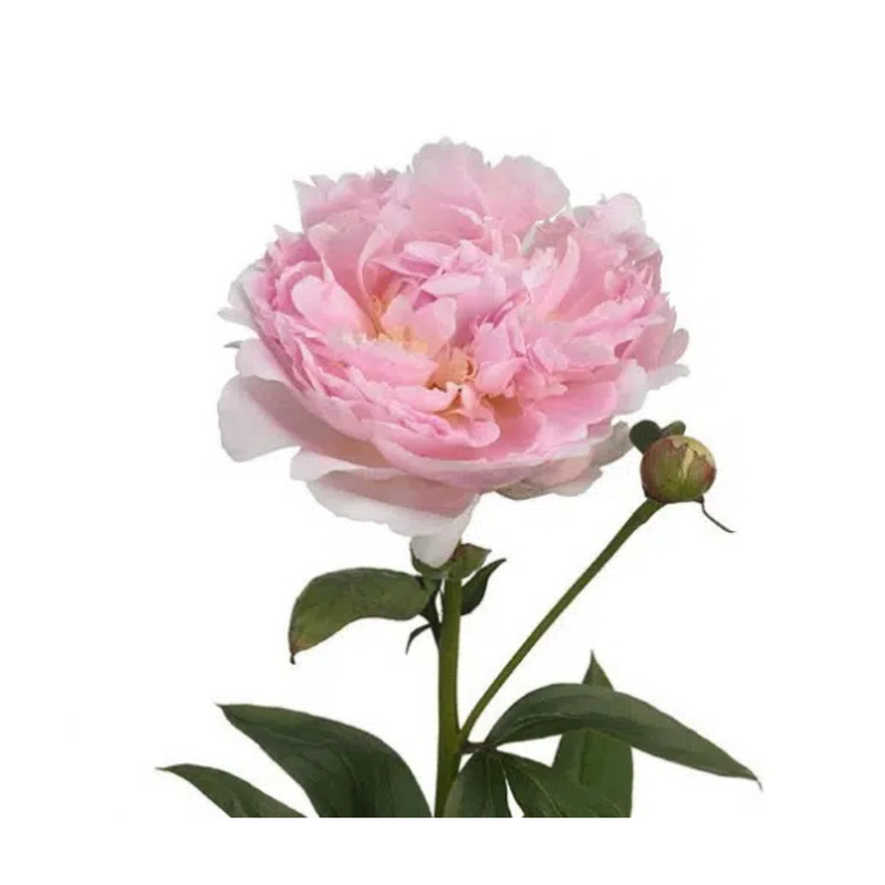Fresh Light Pink Peony