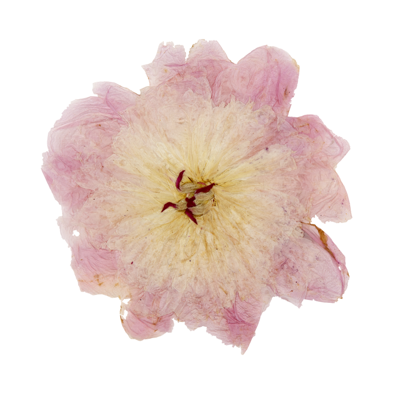 Pressed Light Pink Peony
