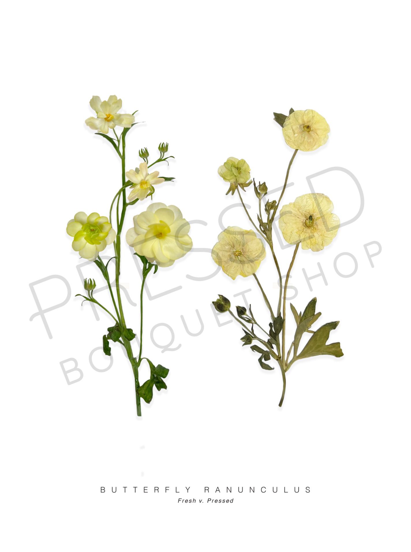 Butterfly Ranunculus - Fresh v. Pressed Downloadable Print