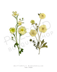 Butterfly Ranunculus - Fresh v. Pressed Downloadable Print