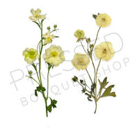 Butterfly Ranunculus - Fresh v. Pressed Downloadable Print