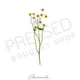 Pressed Stems with Titles | Downloadable Print