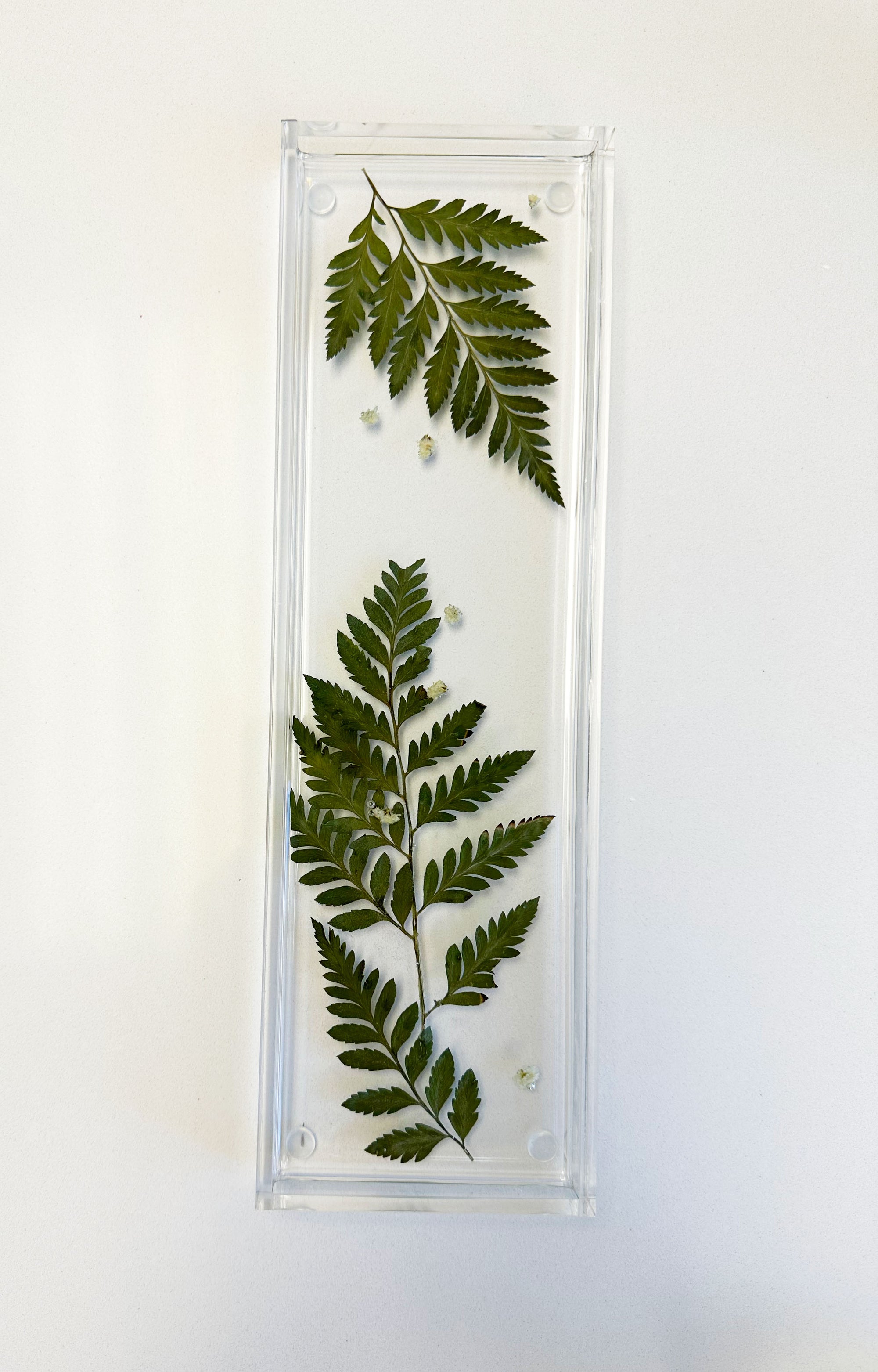 Resin Display tray with pressed ferns