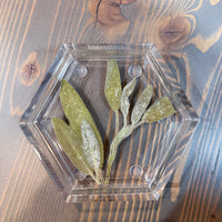 A hexagon resin ring dish with pressed green olive leaves is placed on top of a wooden surface. 