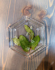 A hexagon resin ring dish featuring a few green leaves and tiny white flowers. It is set on top of a wooden surface. 