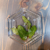 A hexagon resin ring dish featuring a few green leaves and tiny white flowers. It is set on top of a wooden surface. 