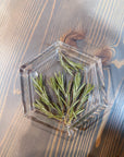 A resin hexagon ring dish with pressed pine leaves set against a wooden surface. 