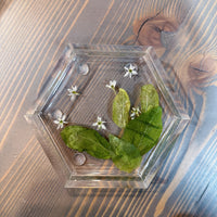 Pressed Flower Hexagon Ring Dishes