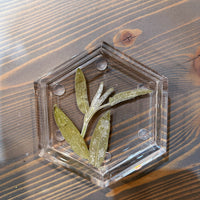 Pressed Flower Hexagon Ring Dishes