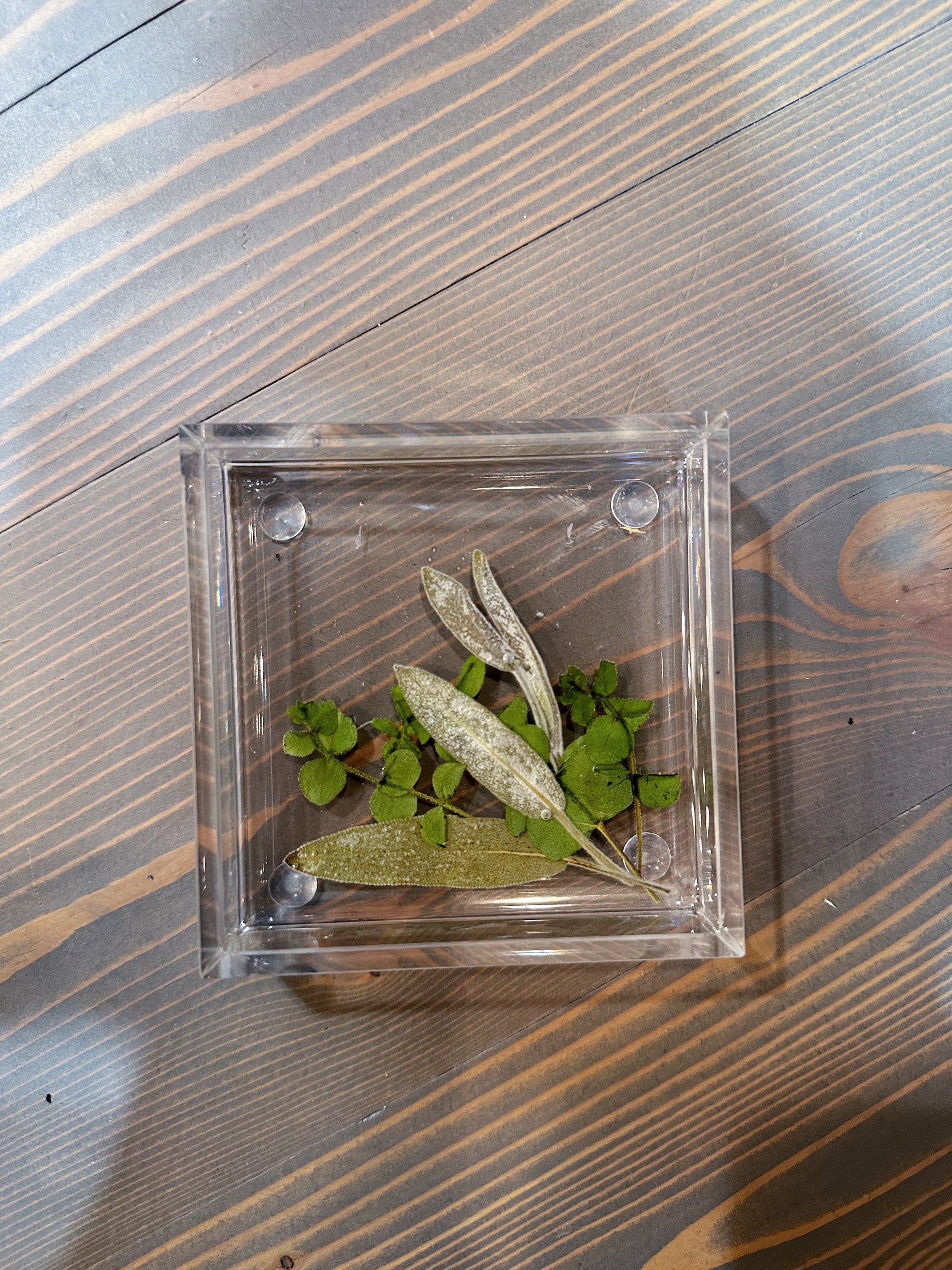 A square resin ring dish features a few pressed green leaves against a wooden background. The leaves extend from the bottom right corner to the middle of the dish. 