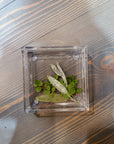 A square resin ring dish features a few pressed green leaves against a wooden background. The leaves extend from the bottom right corner to the middle of the dish. 