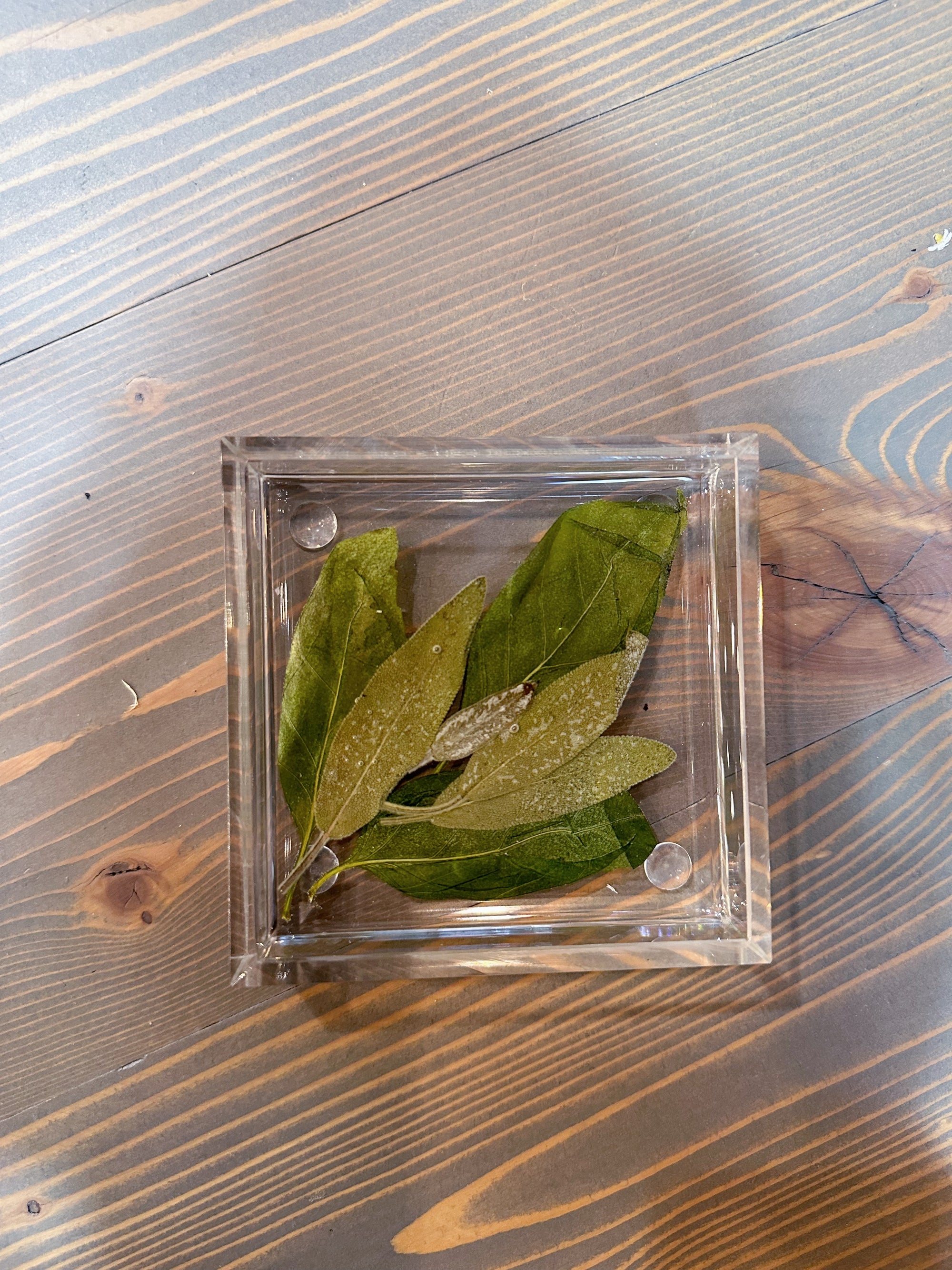 A square resin ring dish with pressed green leaves is set atop a wooden background. The leaves fill up the entire dish and sprout from the bottom left corner. 