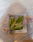 A square resin ring dish with pressed green leaves is set atop a wooden background. The leaves fill up the entire dish and sprout from the bottom left corner. 