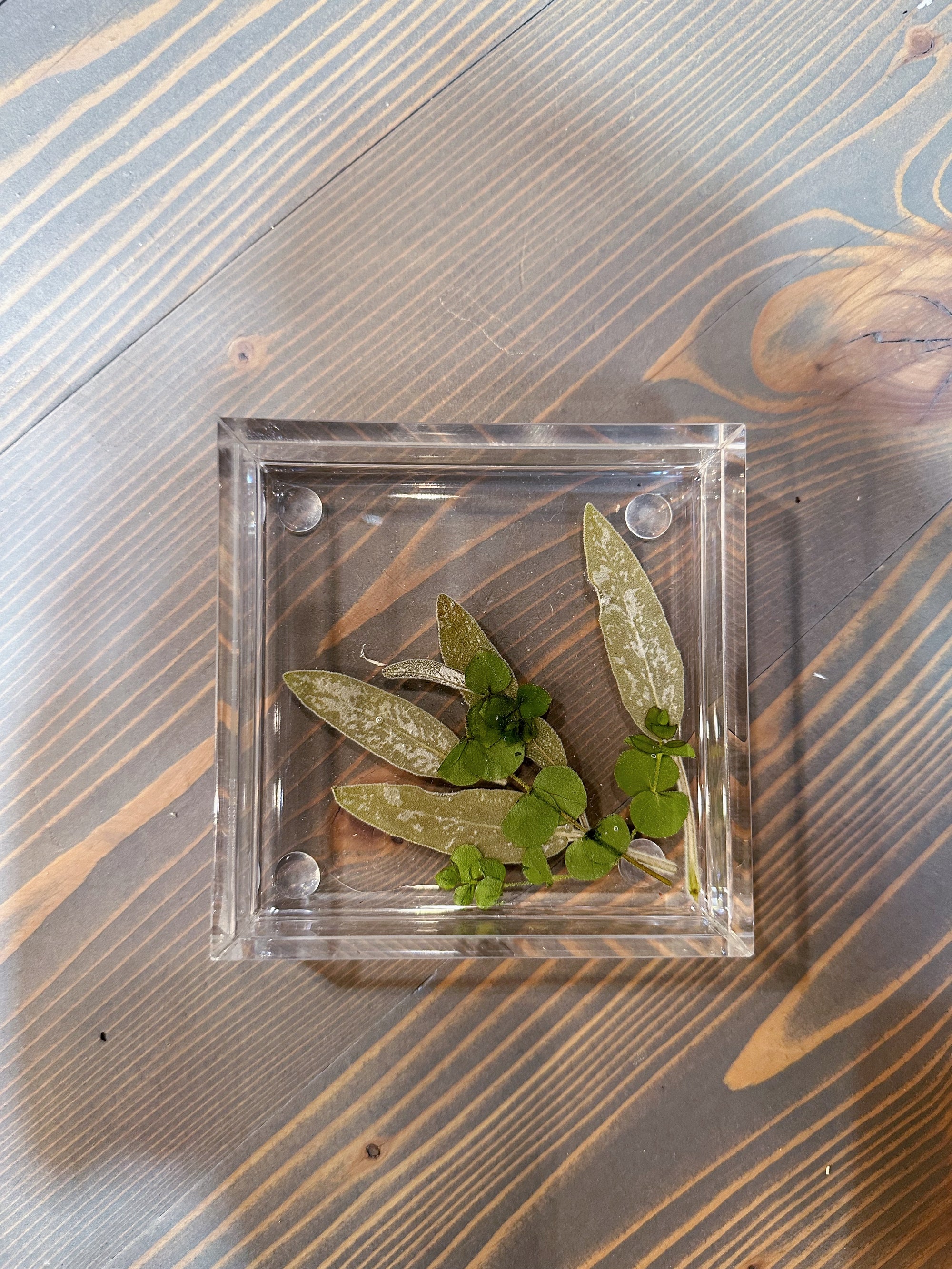 A square resin ring dish with pressed green leaves that extend to the center from the bottom right corner. It is placed against a wooden background.