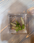 A square resin ring dish with pressed green leaves that extend to the center from the bottom right corner. It is placed against a wooden background.