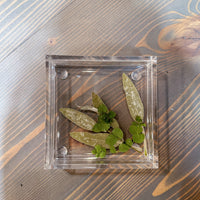 Square Pressed Flower Ring Dishes