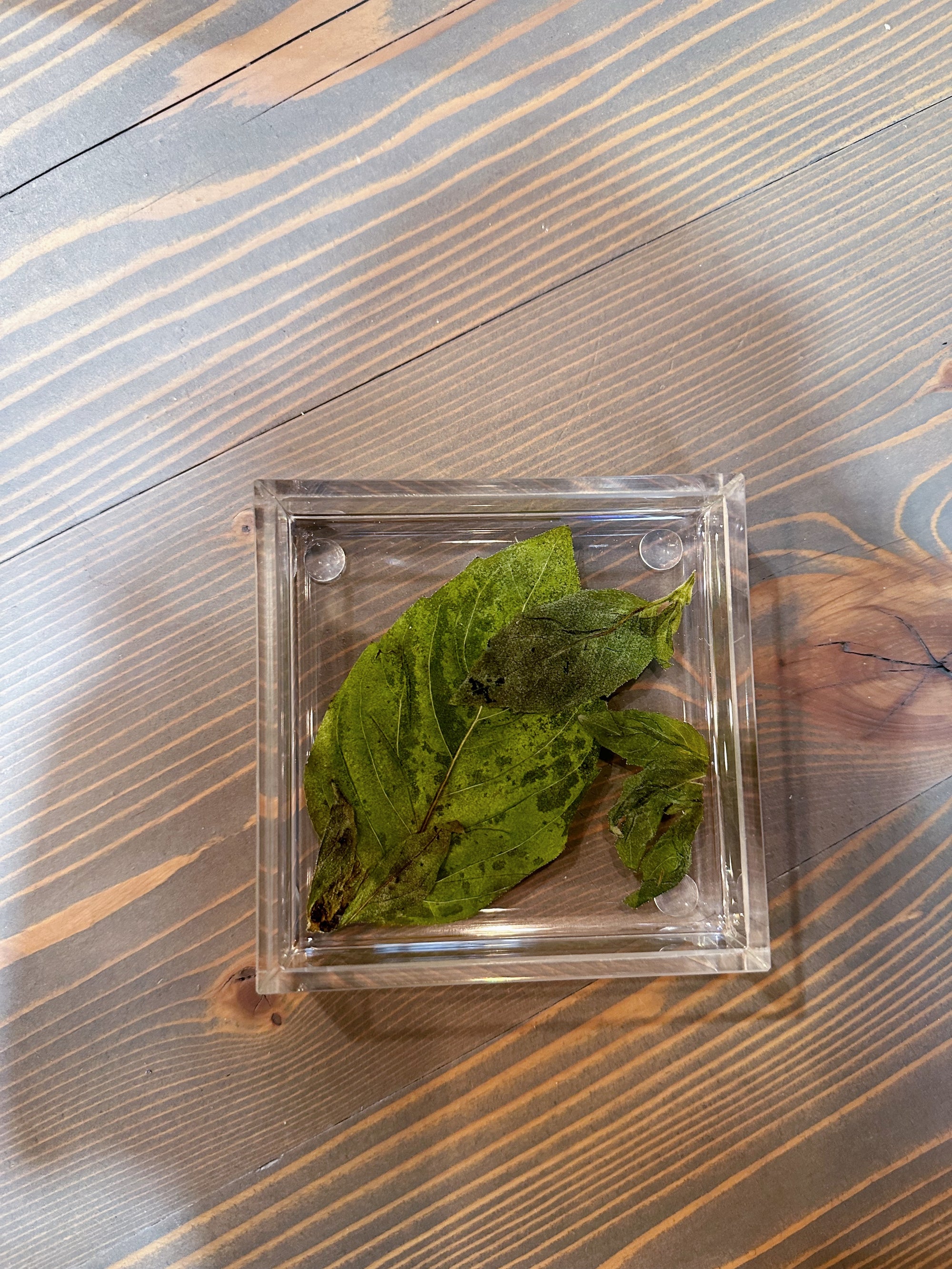 A square resin ring dish with pressed green leaves set atop a wooden background. The leaves fill up the entire dish. 