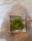 A square resin ring dish with pressed green leaves set atop a wooden background. The leaves fill up the entire dish. 