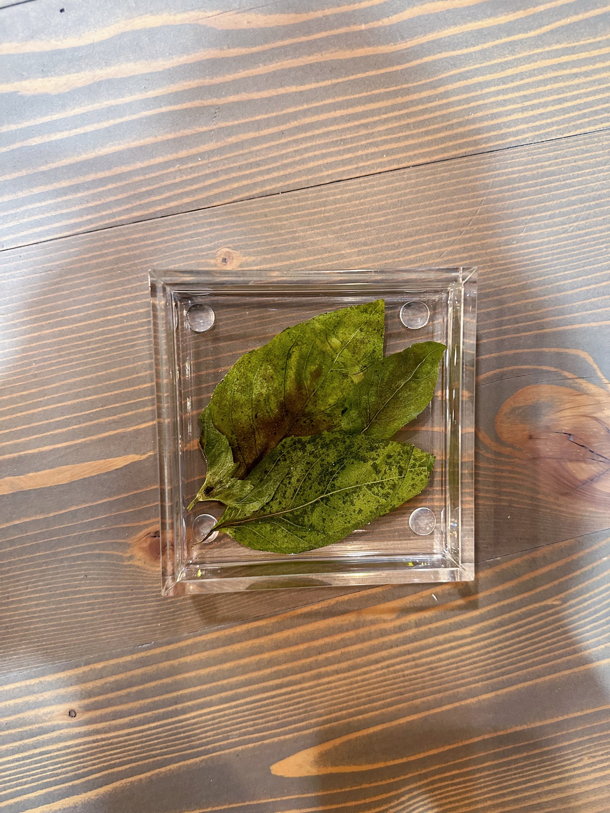 A square resin ring dish includes a few pressed green leaves and is placed against a wooden background. 