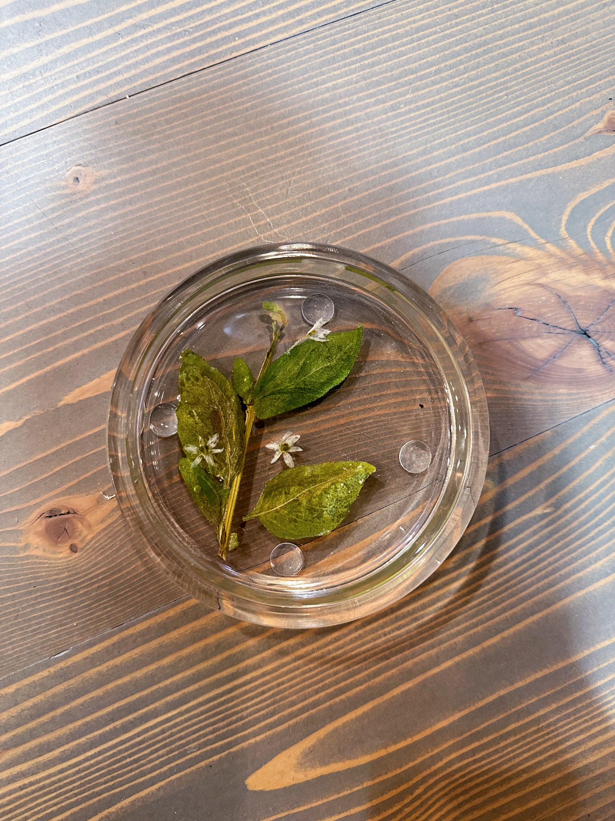 A circle resin ring dish includes a pressed stem with a few green leaves and tiny white flowers is placed on top of a wooden surface. 