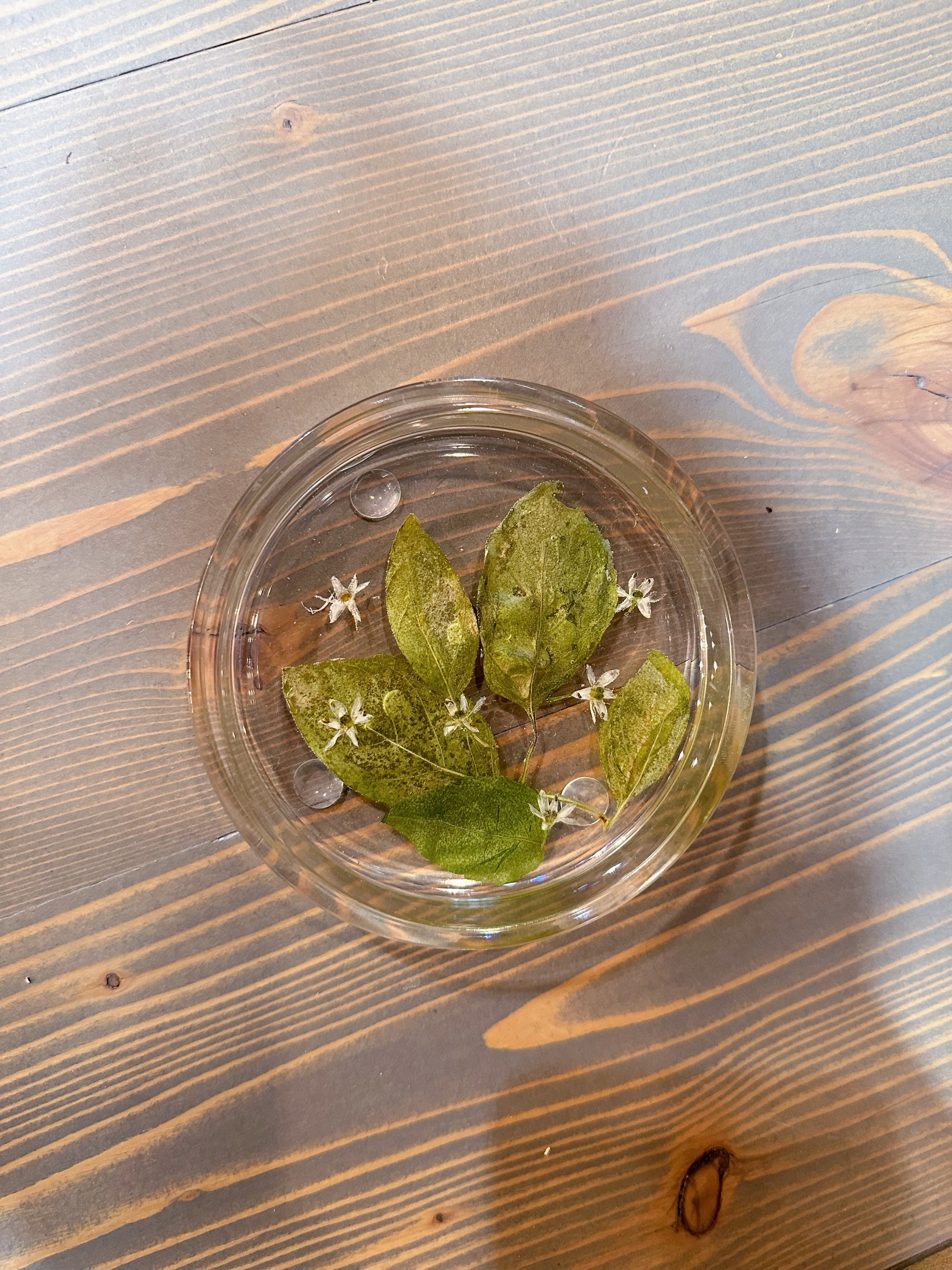 A circle resin ring dish is designed with pressed green leaves and a handful of tiny pressed white flowers. It is set atop a wooden surface. 