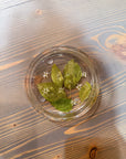 A circle resin ring dish is designed with pressed green leaves and a handful of tiny pressed white flowers. It is set atop a wooden surface. 