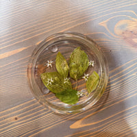 Circle Pressed Flower Ring Dishes