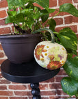 white pumpkin with pressed flowers designed on it sitting on a black stool with plants surrounding it in front of a brick wall