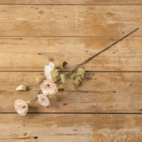 Blush Poppy Stem | Set of 3