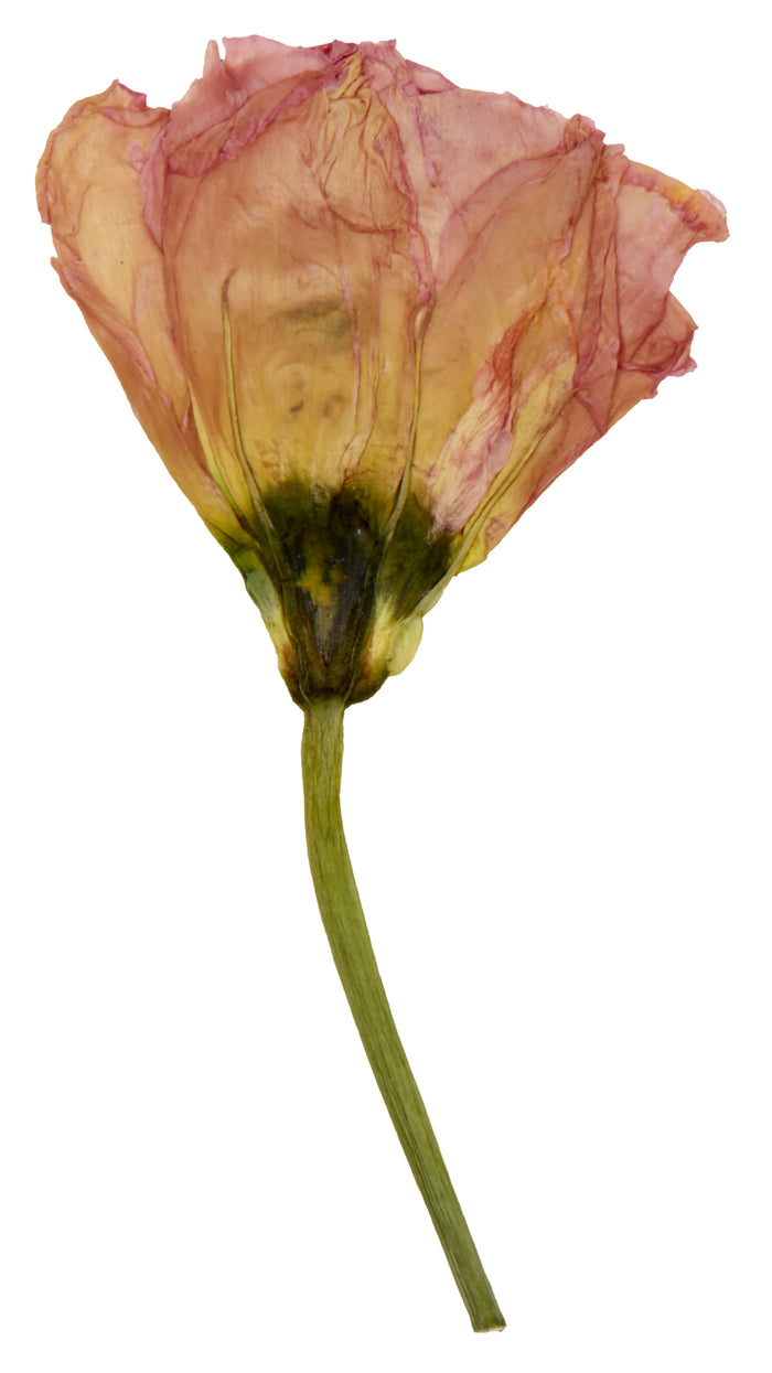 Pink Lisianthus