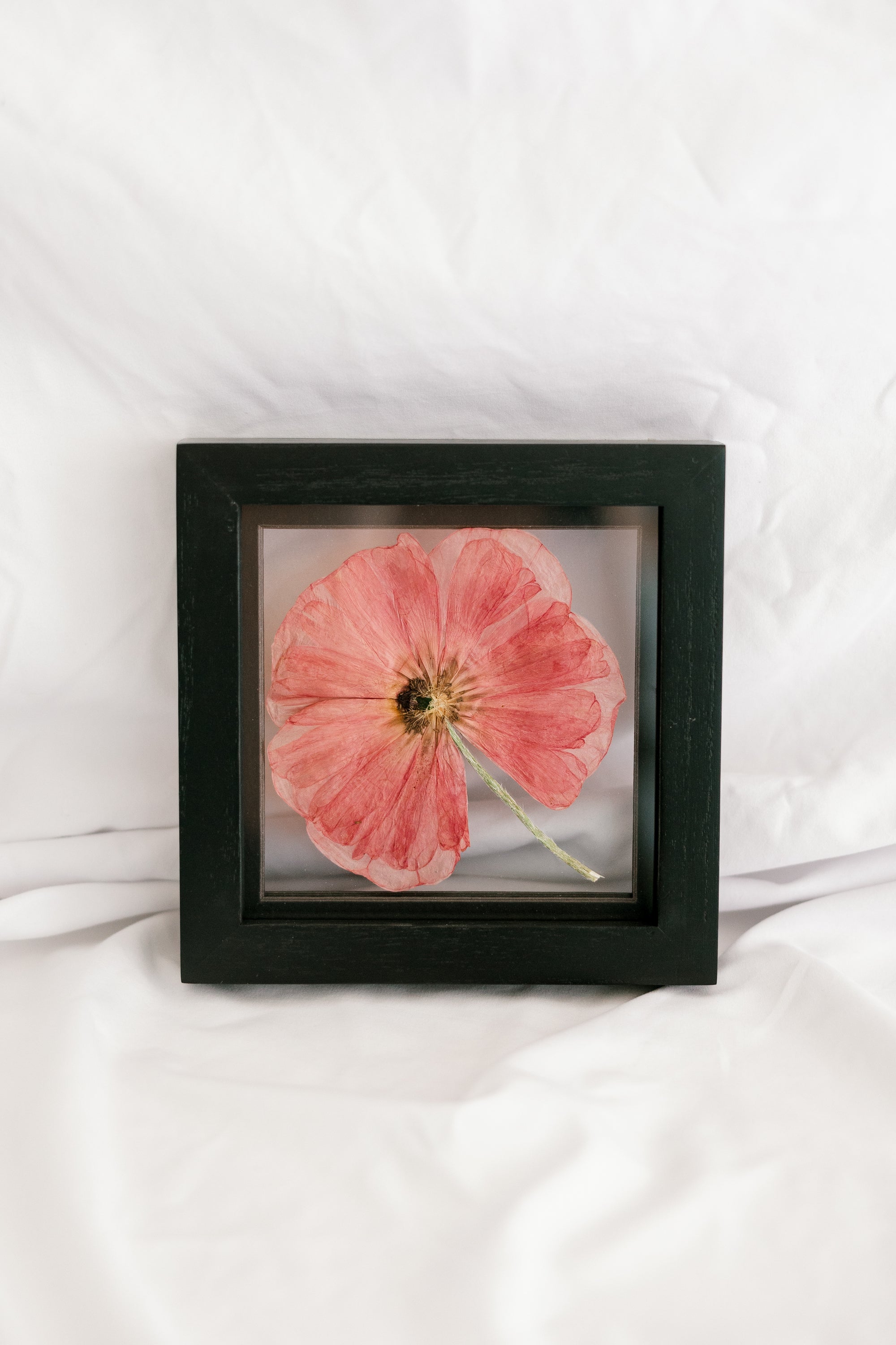 6x6 August Birth Flower frame - Poppies