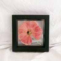 6x6 August Birth Flower frame - Poppies