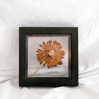 6x6 November birth flower frame - Chrysanthemum