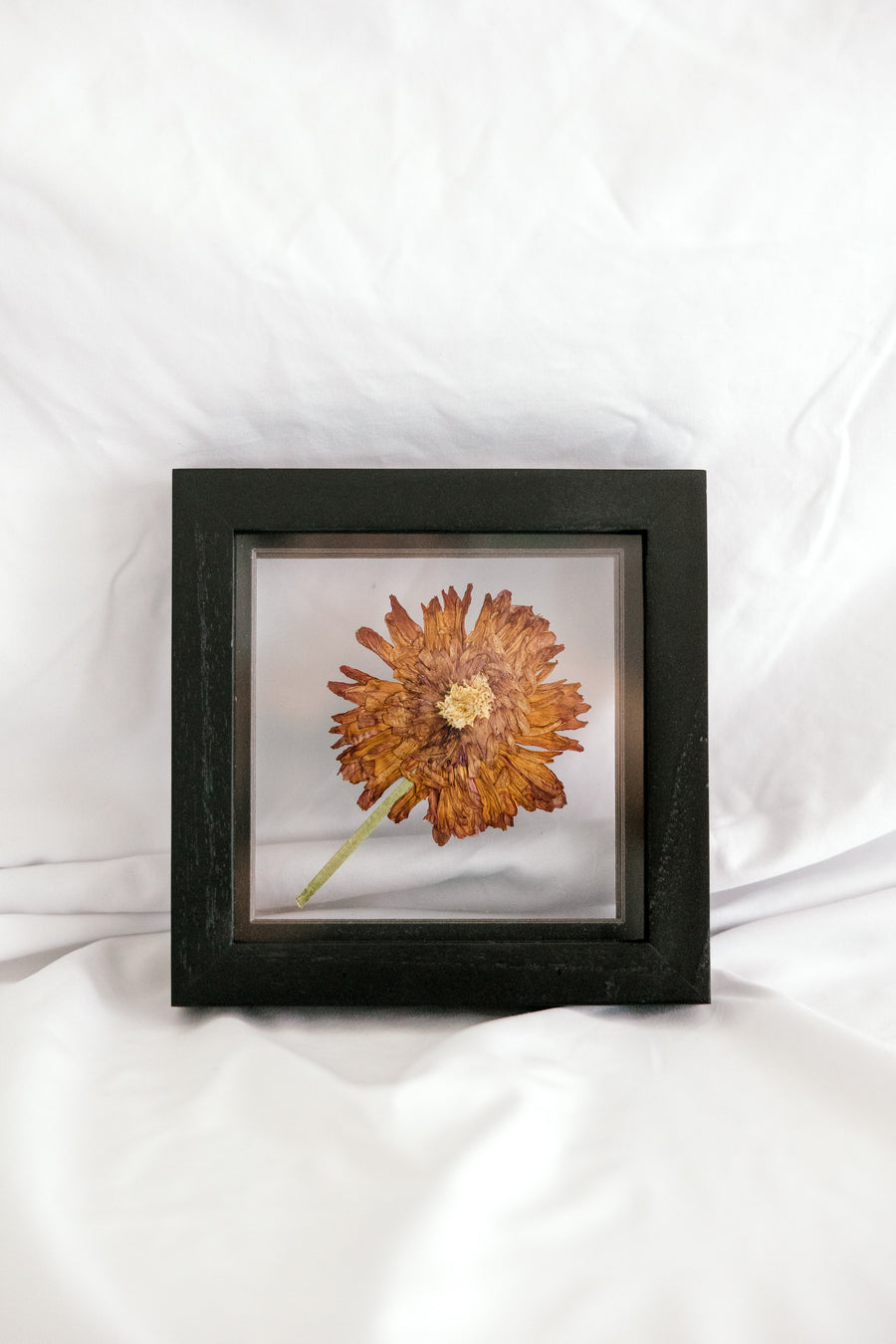 6x6 November birth flower frame - Chrysanthemum