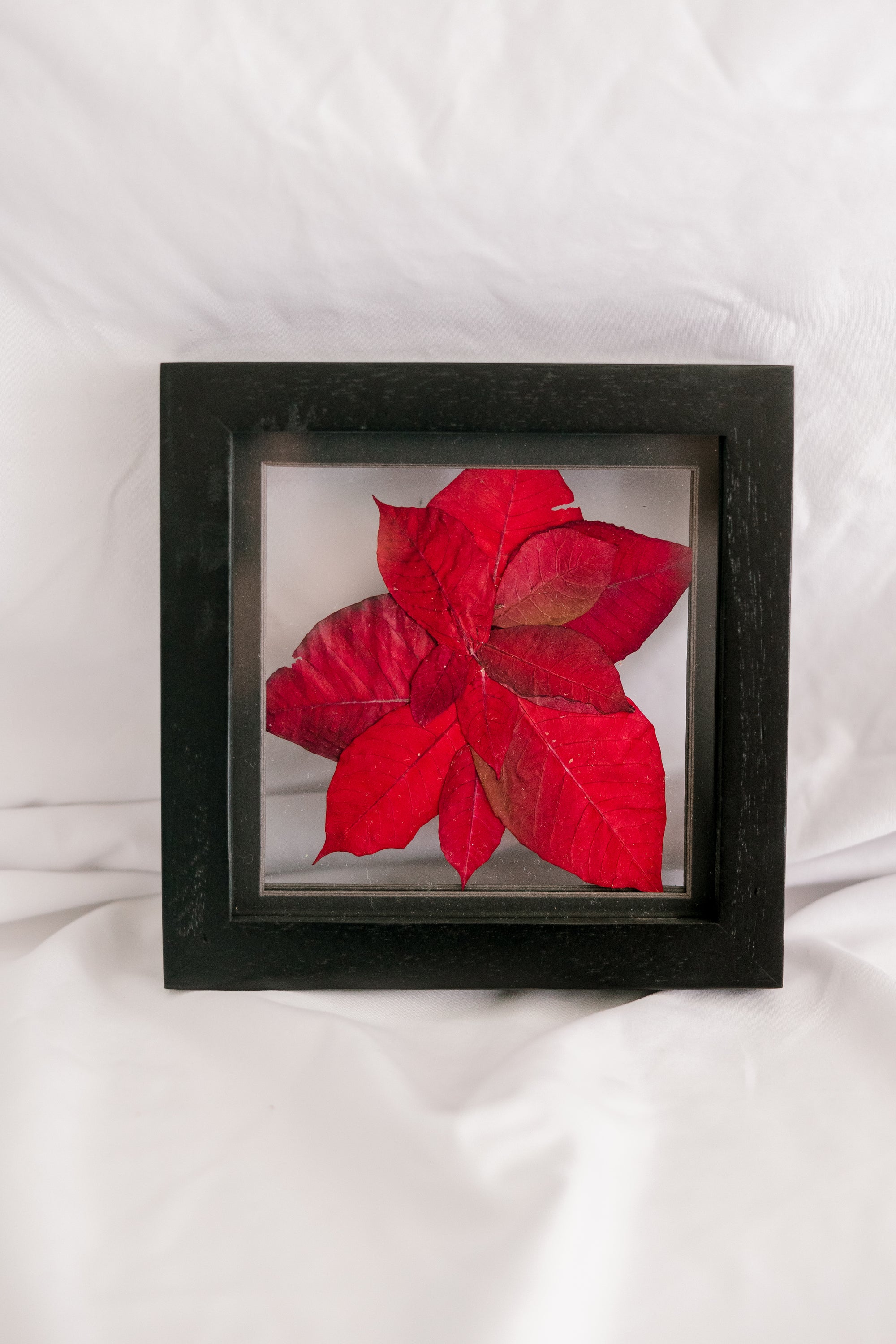 6x6 December birth flower frame - Poinsettia